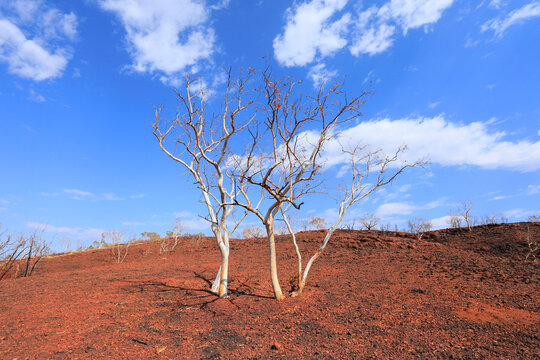Burnt trees after a fire. Karijini National Park. Western Australia.