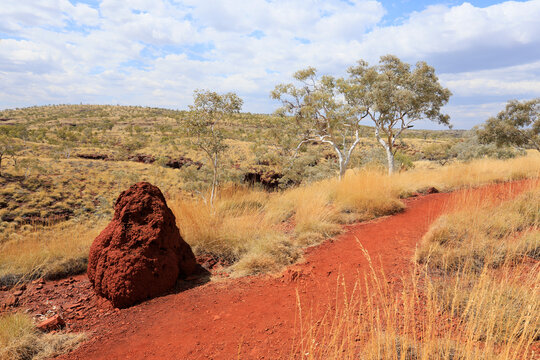 Gum trees, a termite mound and a walking track. Karijini. Australia.