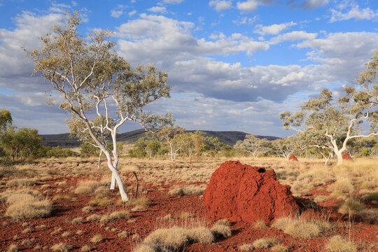 Gum trees and termite mounds. Karijini. Western Australia.