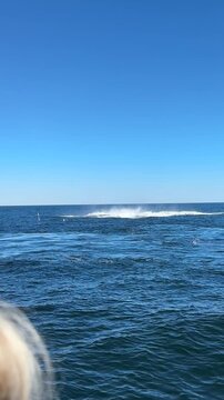 humpback whales in the water 