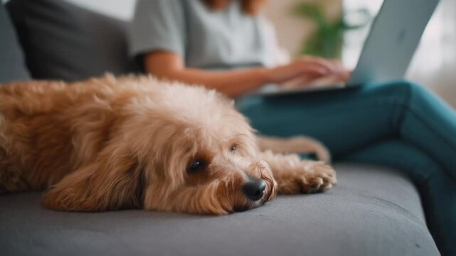 A fluffy golden-brown dog peacefully sleeping on a cozy sofa next to its owner, who is diligently working on a laptop, capturing a serene work-from-home moment