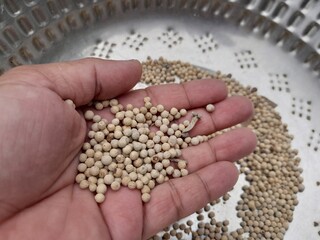 White peppers culinary herbs flavor seasoning ingredient spice on hand. Cooking delicious meal helping  spice white pepper.  