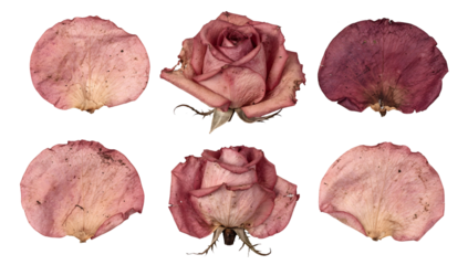 A close-up view of delicate petals of roses. They evoke a sense of beauty and serenity. The details of each petal, capturing the gentle essence of nature. The arrangement offers a tranquil aesthetic