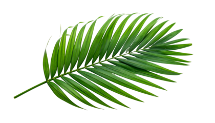 Isolated, detailed image of a green palm leaf with many leaflets on a black background