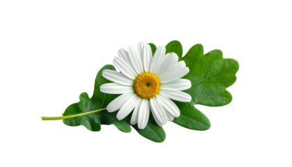 Close-up of a daisy blossom with a yellow center, resting on a green leaf, black backdrop