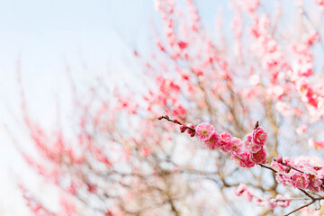 早春、梅の花