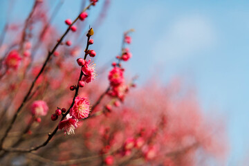 早春、梅の花