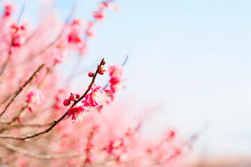早春、梅の花