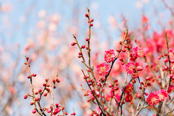 早春、梅の花