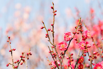 早春、梅の花
