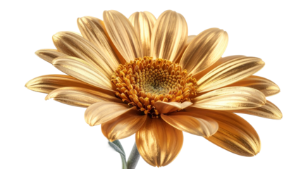Golden daisy flower with intricate petals and central disc, isolated on black
