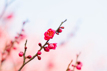 早春、梅の花