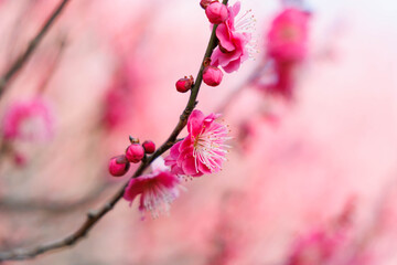 早春、梅の花