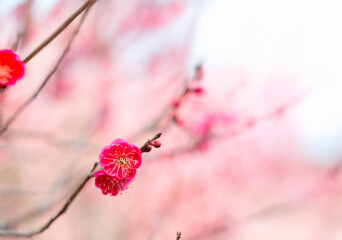 早春、梅の花