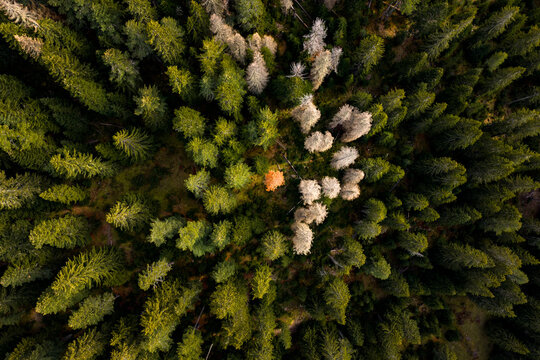 Tall Green Trees Surround a Single Bright Orange Tree in the Forest