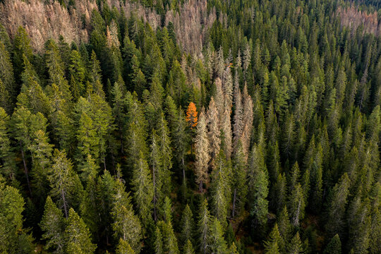 Color Contrast in a Dense Forest During Autumn Season