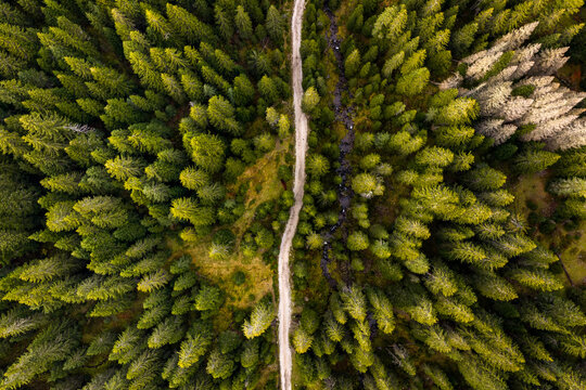 Winding Path Through a Forest During Daylight, top down aerial view