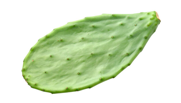 Isolated, flat green cactus pad with small red dots, set against a black background