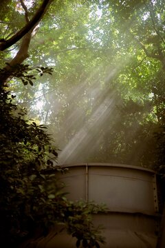 Sunlight Filtering Through Trees Near a Water Tank in the Forest