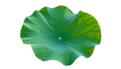Isolated green lotus leaf with textured surface, detailed veining, and unique wavy edge