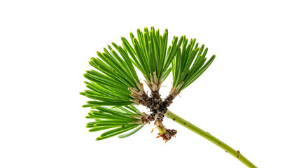 Close-up of green, needle-like leaves on a branch against a black background