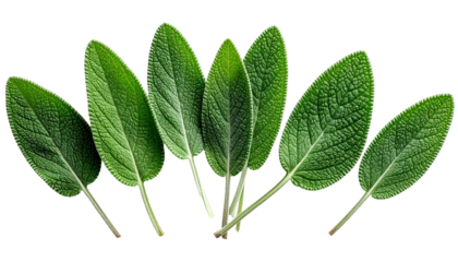Close-up of seven green sage leaves with textured surfaces and veins, isolated on black