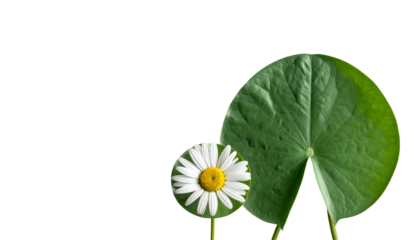 White daisy flower and large green leaf with a dark background