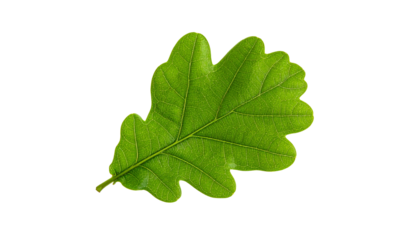 A single, vibrant green, oak leaf with a complex, lobed structure isolated against black