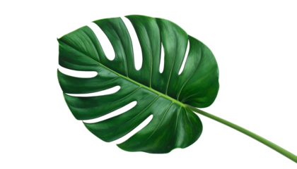 Lush, isolated Monstera leaf with large fenestrations, showcasing vibrant green hues