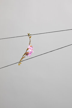 Pink Flower Resting on Taught Strings Against a Gray Sky