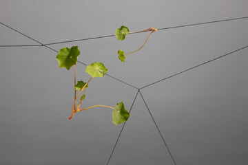 Green Leaves placed on Thin Strings Against a Gray Background