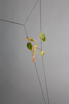 Delicate Plant Cuttings Tangle in Thread Against a Gray Background