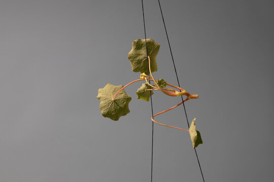 Vine Climbing Along Wires in a Minimalistic Setting