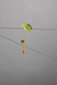 Nasturtium Plant Balances on String in a Grey Setting