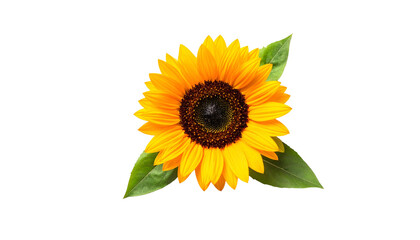 Obraz premium Isolated bright sunflower with green leaves, set against a stark black background