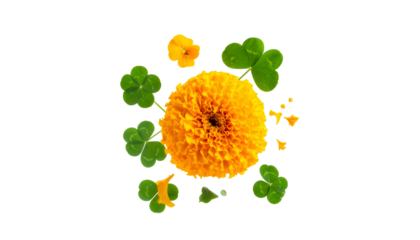 Yellow flower surrounded by green shamrocks and smaller yellow blossoms on a black background