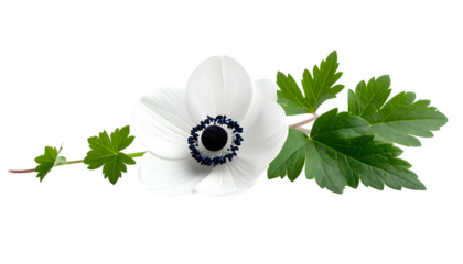 A white flower with a dark center and green leaves against a black background