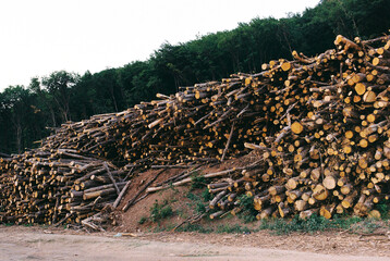 Deforestation due to road expansion and construction.