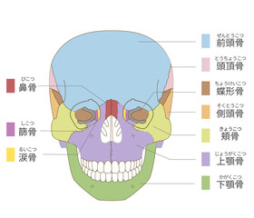 正面から見た色分けされた頭蓋骨の解剖学的な構造図（教育、医療用途向け 日本語解説）