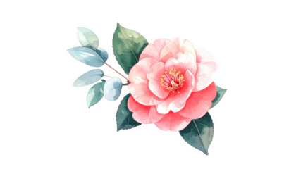 Watercolor illustration of a pink camellia flower with leaves on a black background