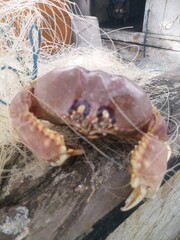 Fresh wild sea crabs trapped in fishing net on wooden boat deck. Traditional coastal fishing concept showing raw seafood catch, marine life, sustainable fishing industry, and local fisherman harvest.