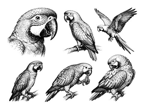 Hand drawn Parrot illustration line set poses, detailed sketch vintage ink style