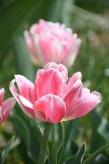 Naklejka premium Two Pink Tulips with Blurred Background