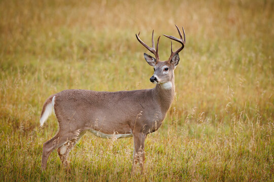 White-tailed Deer