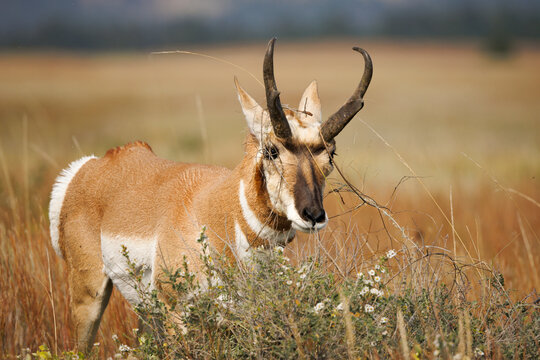 Pronghorn with Brush