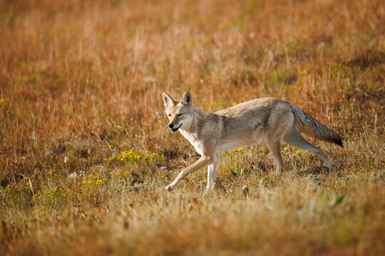 Running Coyote