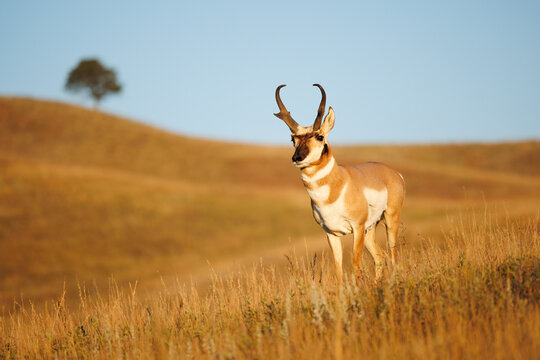 Pronghorn Buck