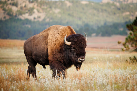 Bison