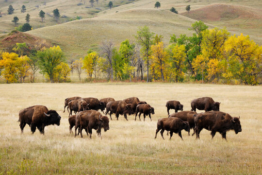Bison Herd