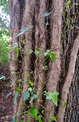 Strong stems with rootlets of common ivy wrapping around the tree trunk